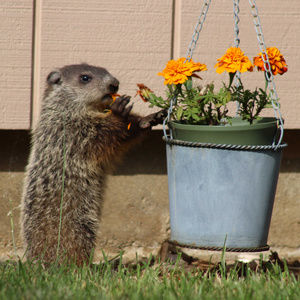 ~ Take Time To Stop & Eat The Flowers ~